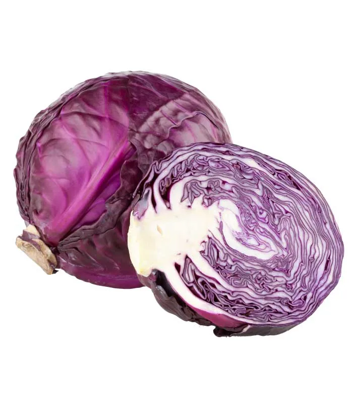 Lombarda
