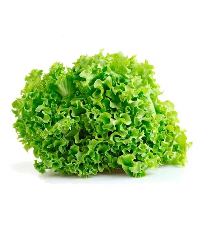 Lechuga Batavia