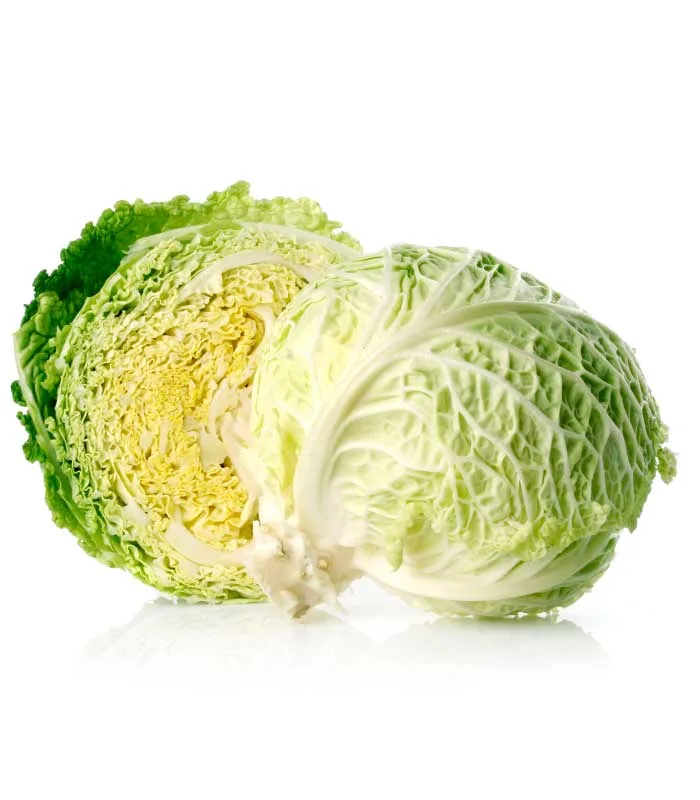 Repollo