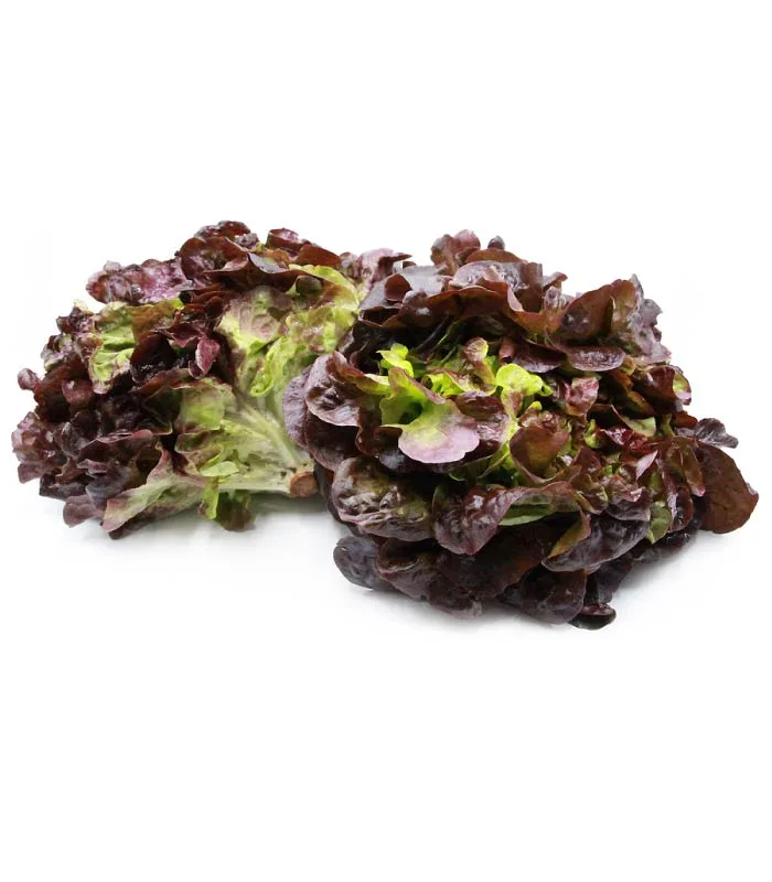 Lechuga Hoja de Roble