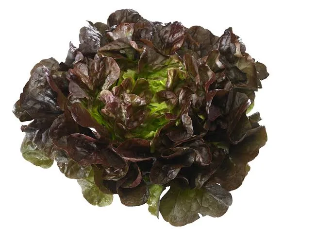 Lechuga hoja de robl